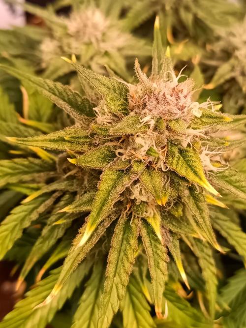 Auto Pablo Escobar Divine seeds. Week 8