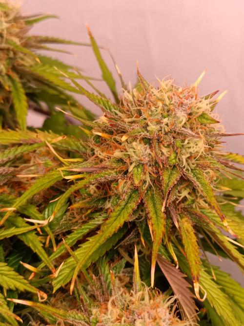 Auto Pablo Escobar Divine seeds. Week 8