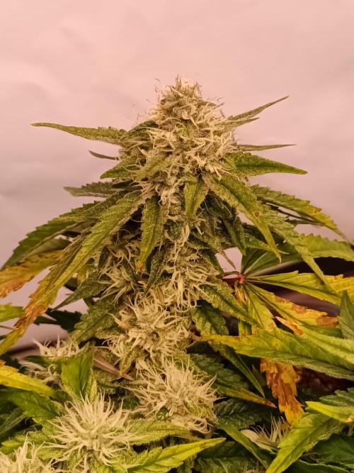 Auto Pablo Escobar Divine seeds. Week 8