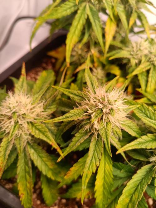 Auto Pablo Escobar Divine seeds. Week 8