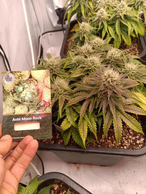 Divine Seeds Auto Moon Rock Contest 2025. Week 8