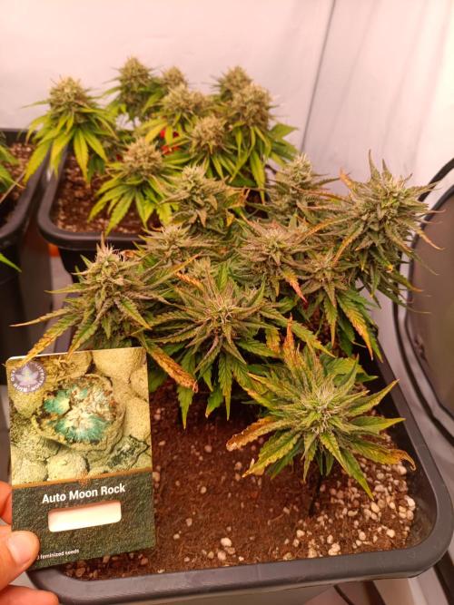 Divine Seeds Auto Moon Rock Contest 2025. Week 8