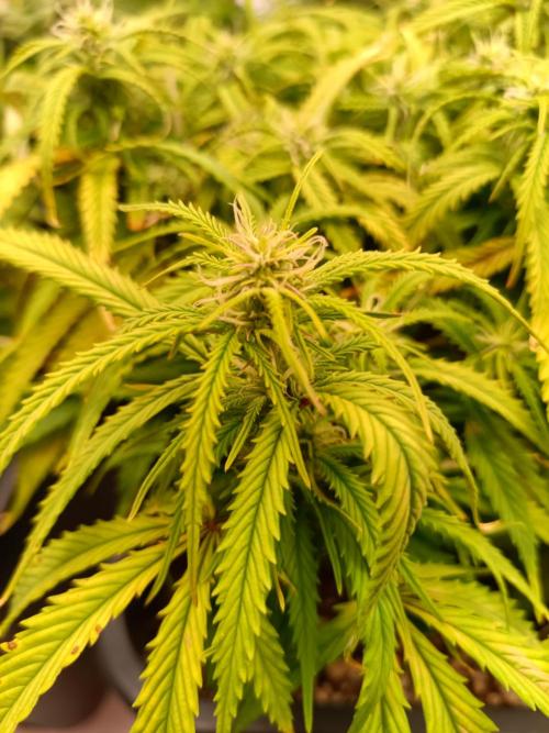 Divine Seeds Auto Moon Rock Contest 2025. Week 8 - The slower pheno