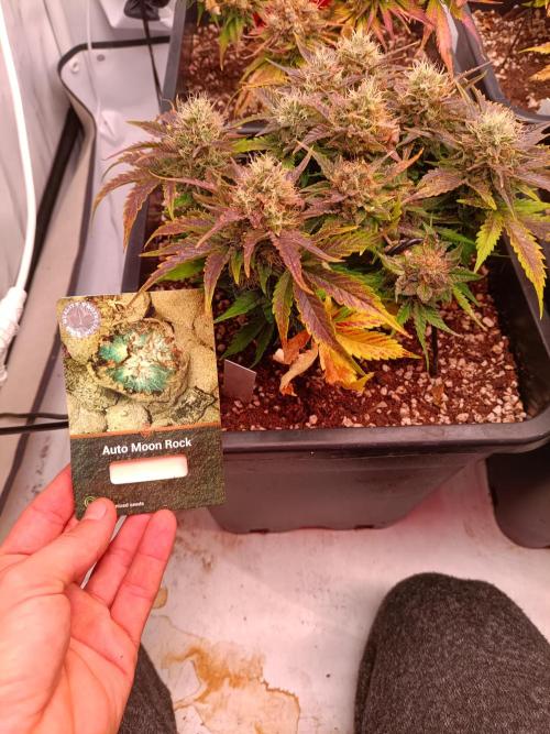 Divine Seeds Auto Moon Rock Contest 2025. Week 9