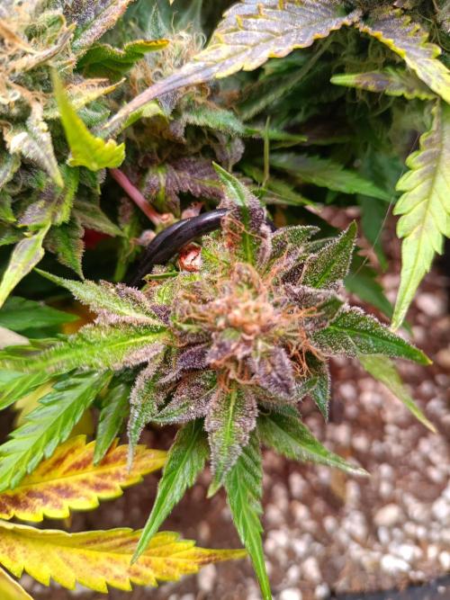 Divine Seeds Auto Moon Rock Contest 2025. Week 9