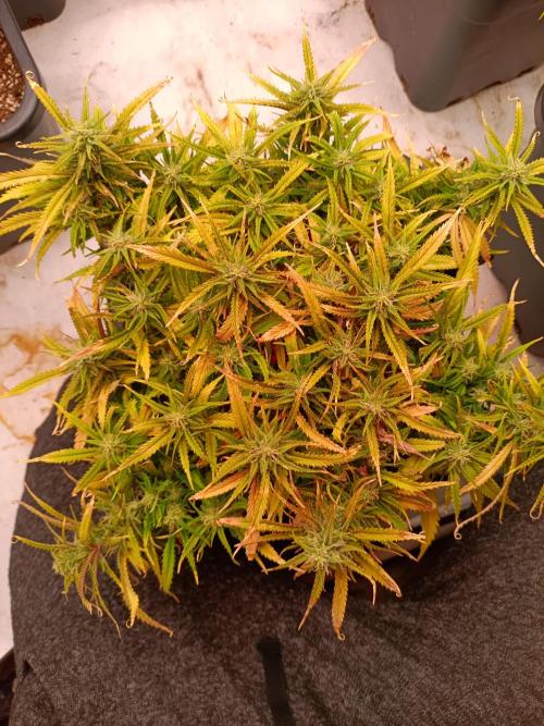 Divine Seeds Auto Moon Rock Contest 2025. Week 9 - Did some lst to slowest of the 3 ladies