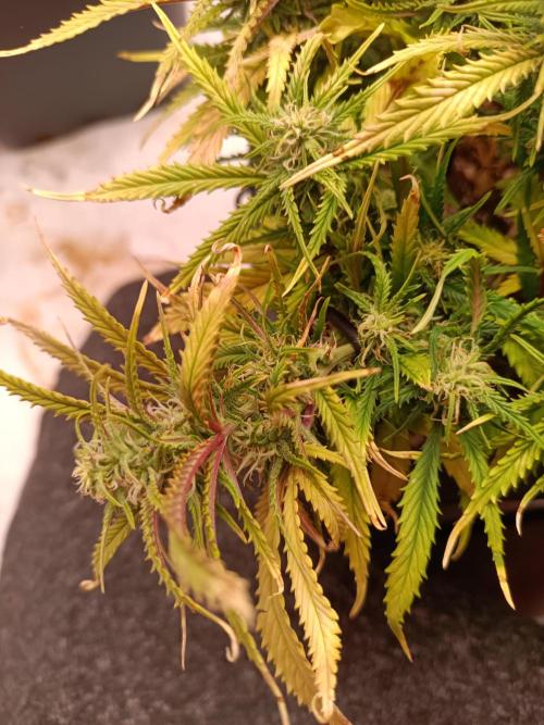 Divine Seeds Auto Moon Rock Contest 2025. Week 9