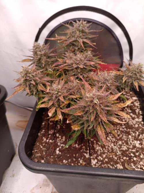 Divine Seeds Auto Moon Rock Contest 2025. Week 9