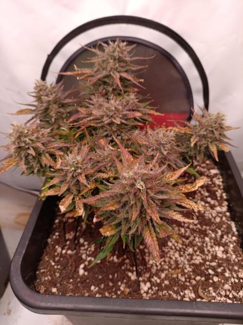 Divine Seeds Auto Moon Rock Contest 2025. Week 9