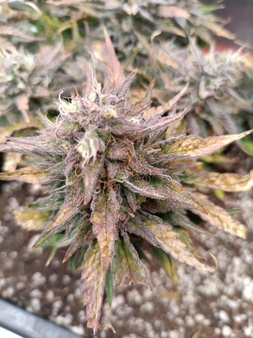 Divine Seeds Auto Moon Rock Contest 2025. Week 9