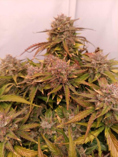 Auto Pablo Escobar Divine seeds. Week 9