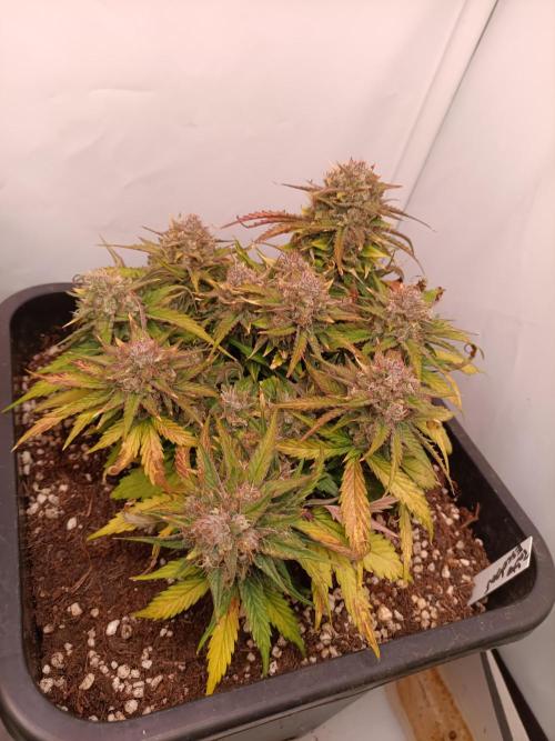 Auto Pablo Escobar Divine seeds. Week 9