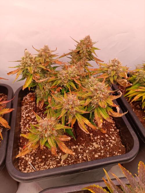 Auto Pablo Escobar Divine seeds. Week 9