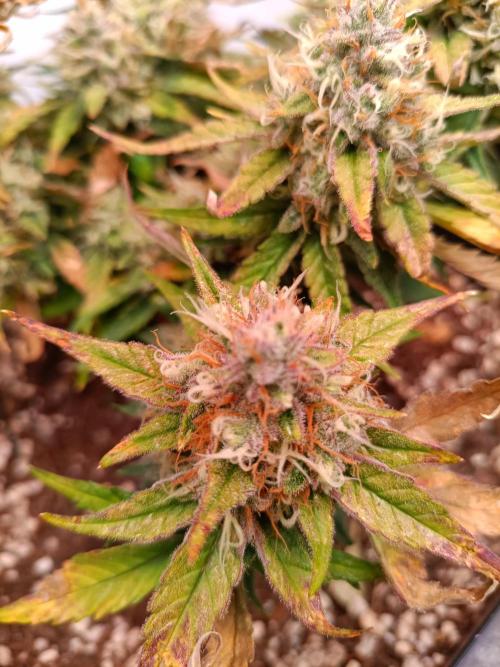 Auto Pablo Escobar Divine seeds. Week 9