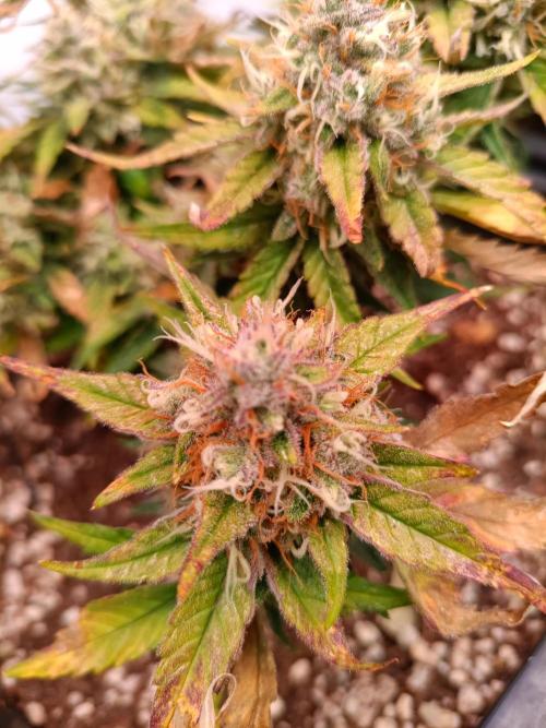 Auto Pablo Escobar Divine seeds. Week 9