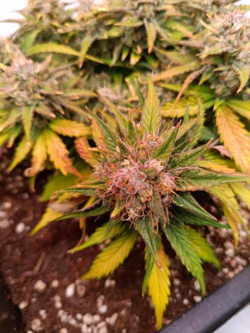 Auto Pablo Escobar Divine seeds. Week 9