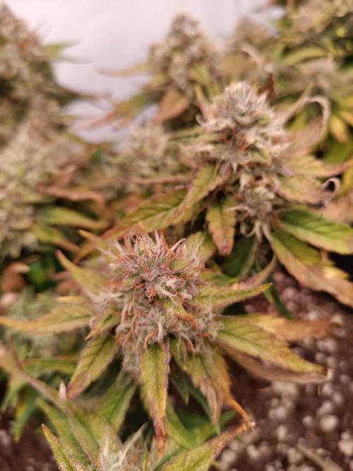 Auto Pablo Escobar Divine seeds. Week 9