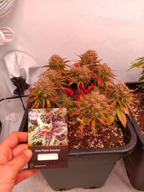 Auto Pablo Escobar Divine seeds. Week 9