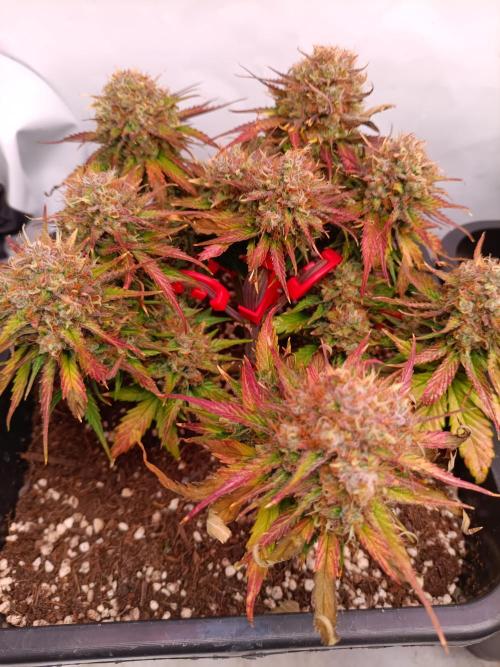 Auto Pablo Escobar Divine seeds. Week 9