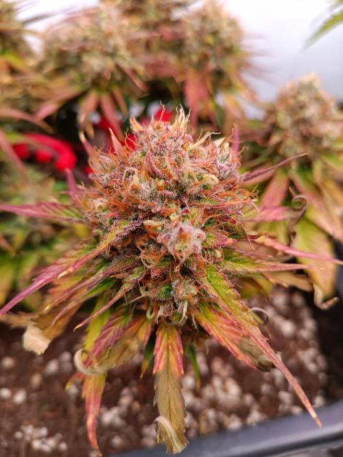 Auto Pablo Escobar Divine seeds. Week 9