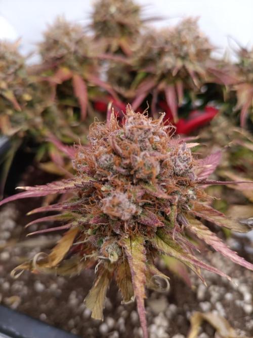 Auto Pablo Escobar Divine seeds. Week 10