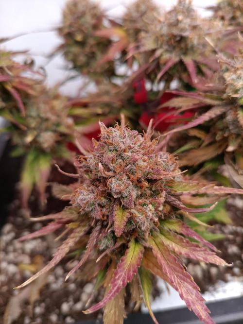 Auto Pablo Escobar Divine seeds. Week 10