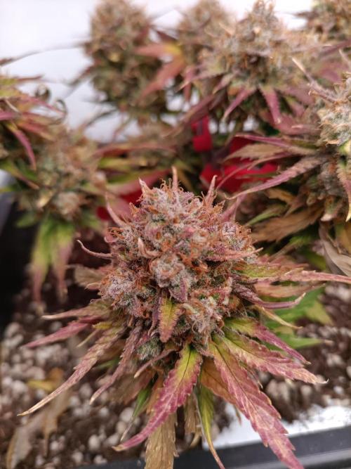 Auto Pablo Escobar Divine seeds. Week 10