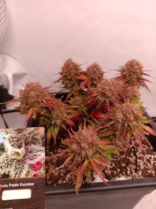 Auto Pablo Escobar Divine seeds. Week 10