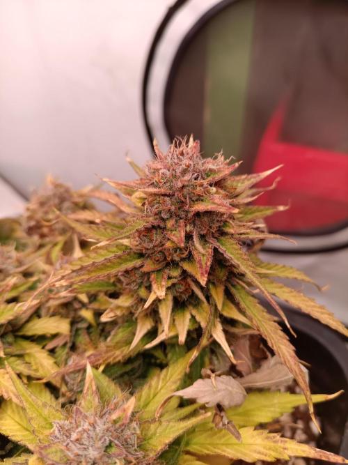 Auto Pablo Escobar Divine seeds. Week 10