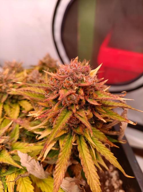 Auto Pablo Escobar Divine seeds. Week 10