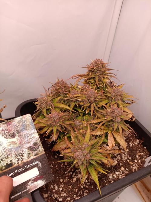 Auto Pablo Escobar Divine seeds. Week 10