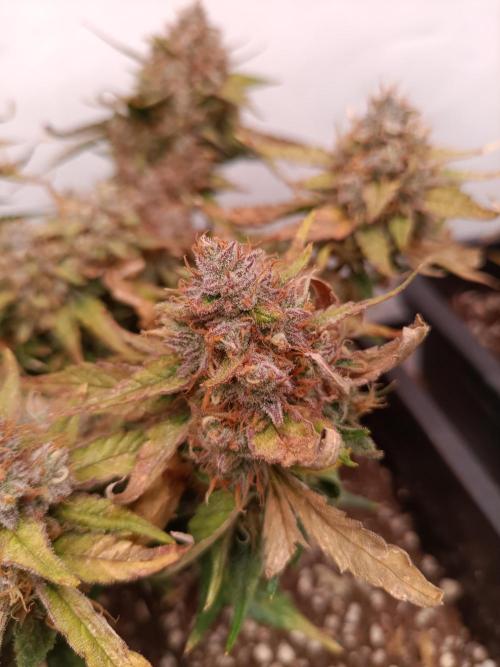 Auto Pablo Escobar Divine seeds. Week 10