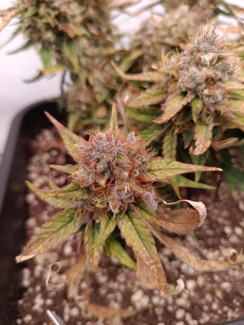 Auto Pablo Escobar Divine seeds. Week 10