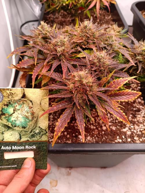 Divine Seeds Auto Moon Rock Contest 2025. Week 10