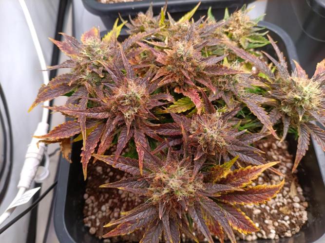 Divine Seeds Auto Moon Rock Contest 2025. Week 10