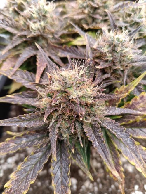 Divine Seeds Auto Moon Rock Contest 2025. Week 10