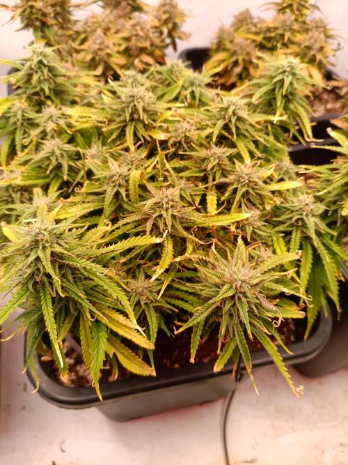 Divine Seeds Auto Moon Rock Contest 2025. Week 10