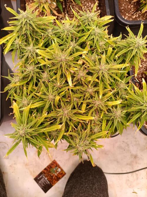 Divine Seeds Auto Moon Rock Contest 2025. Week 10