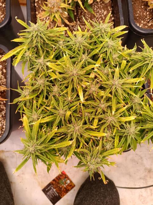 Divine Seeds Auto Moon Rock Contest 2025. Week 10