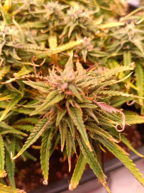 Divine Seeds Auto Moon Rock Contest 2025. Week 10