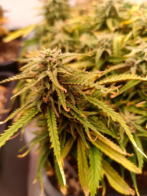 Divine Seeds Auto Moon Rock Contest 2025. Week 10