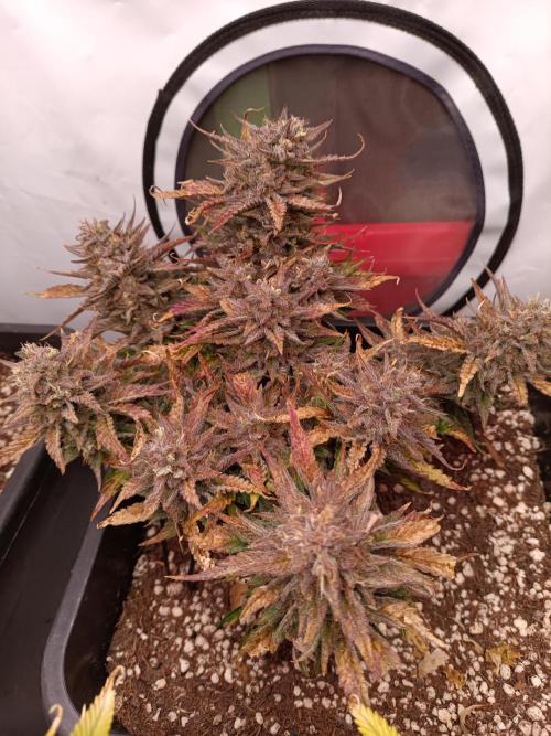 Divine Seeds Auto Moon Rock Contest 2025. Week 10
