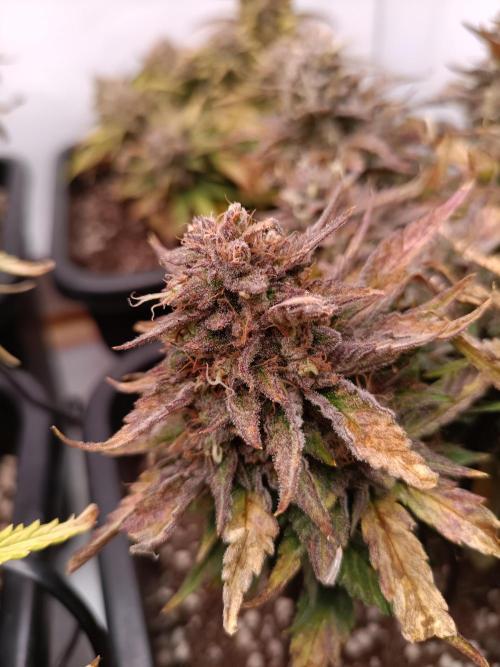 Divine Seeds Auto Moon Rock Contest 2025. Week 10