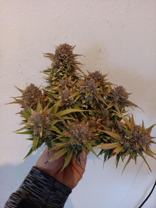 Auto Pablo Escobar Divine seeds. Week 11