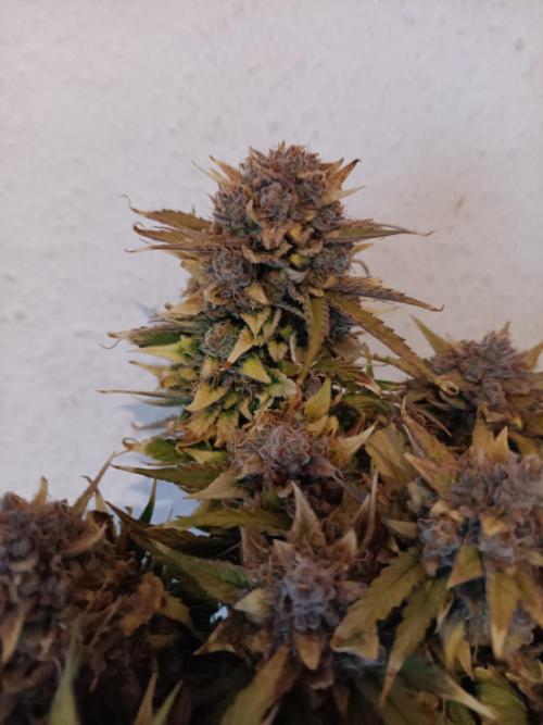 Auto Pablo Escobar Divine seeds. Week 11