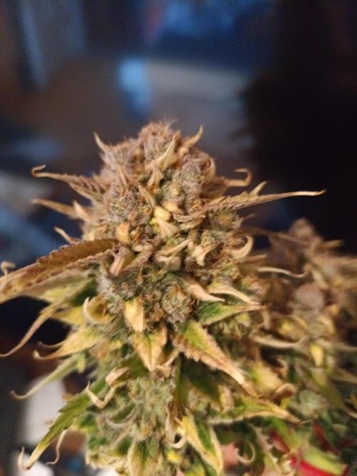 Auto Pablo Escobar Divine seeds. Week 11