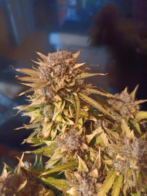 Auto Pablo Escobar Divine seeds. Week 11