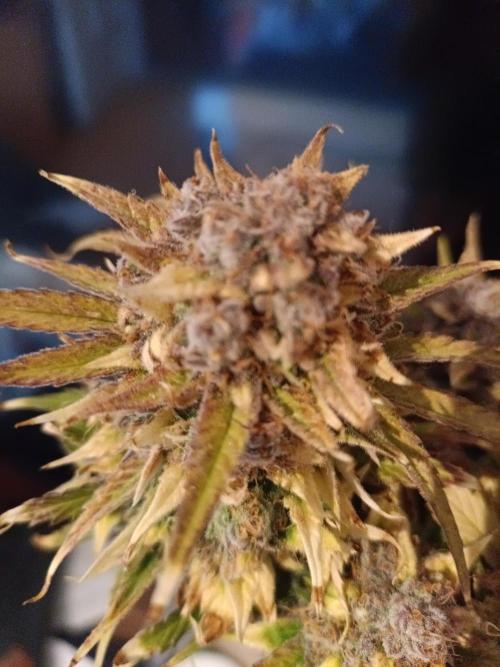 Auto Pablo Escobar Divine seeds. Week 11