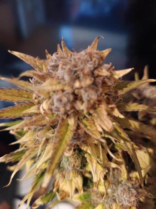 Auto Pablo Escobar Divine seeds. Week 11