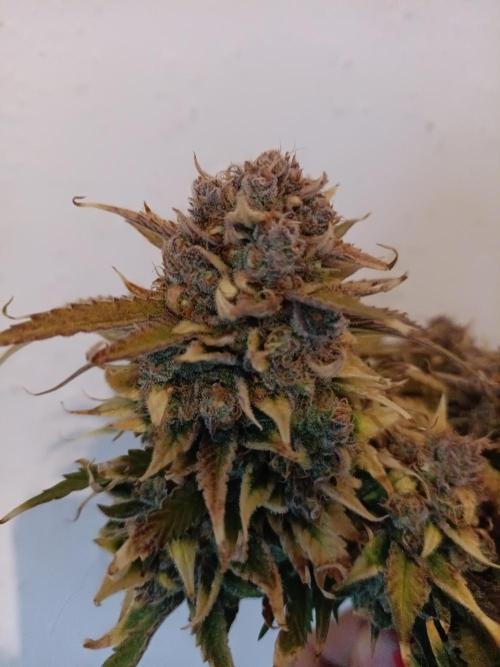 Auto Pablo Escobar Divine seeds. Week 11